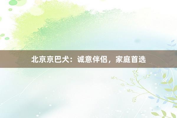 北京京巴犬：诚意伴侣，家庭首选