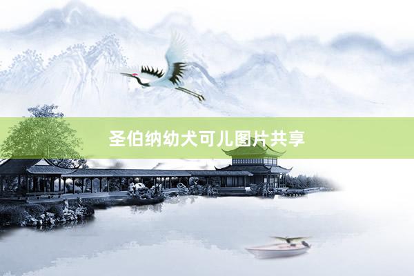 圣伯纳幼犬可儿图片共享